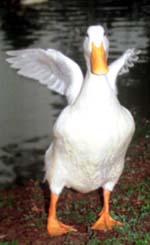 duck 11k