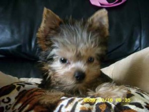 Ricky的大舅母五年前從網上購入的約瑟爹利小狗，狗瘟雖已痊癒，但卻出現眼睛發炎、抵抗力轉差等後遺症。　(照片由受訪者提供)