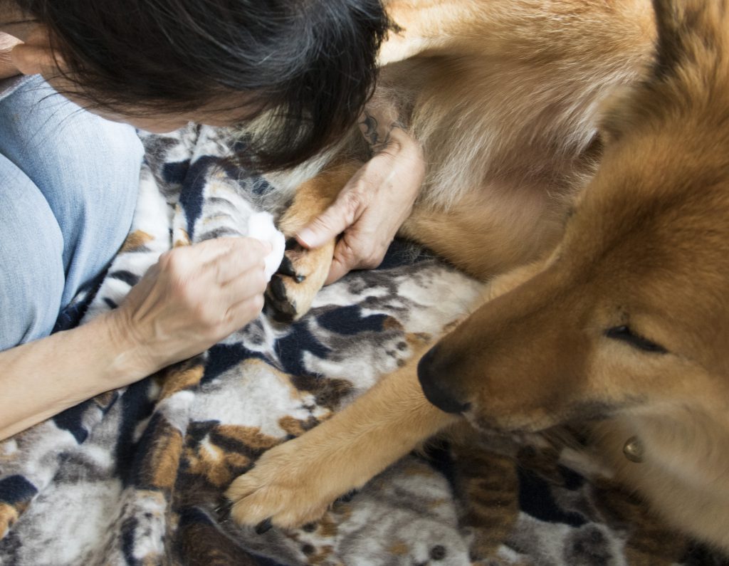 狗隻情緒緊張時愛舔自己的爪，香薰治療師 Shireen示範如何在狗爪的皮膚上塗上精油。（劉雪梅攝）