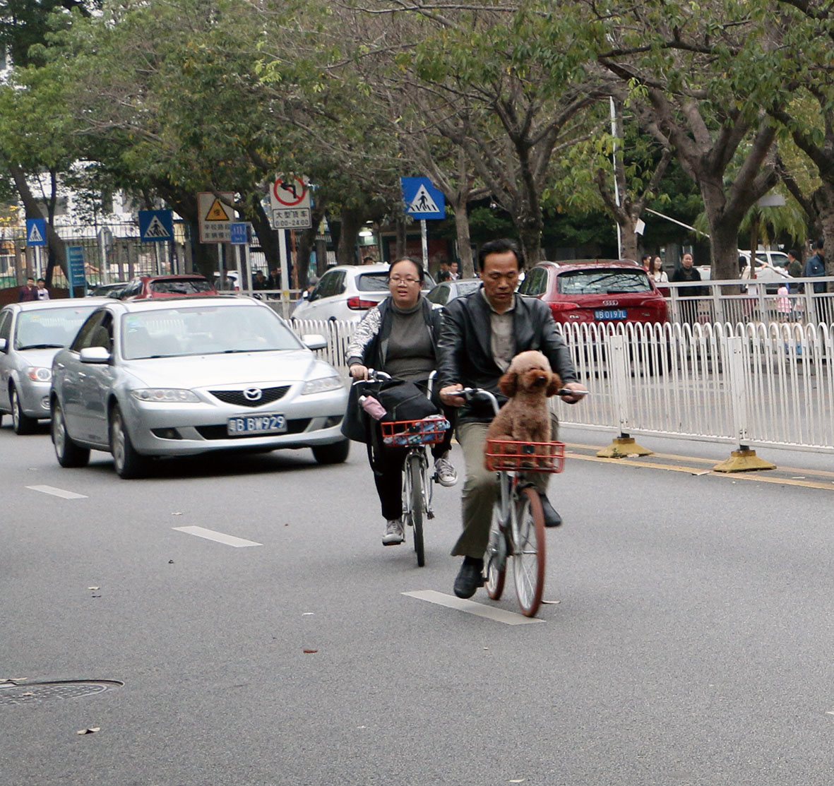 http://ubeat.com.cuhk.edu.hk/wp-content/uploads/2017/130_bicycle_dog.jpg