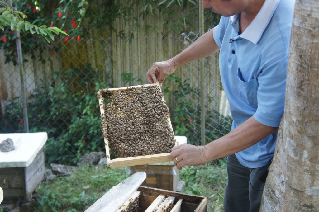 採蜜的時候為免驚動蜜蜂，動作需要很慢、很小心。