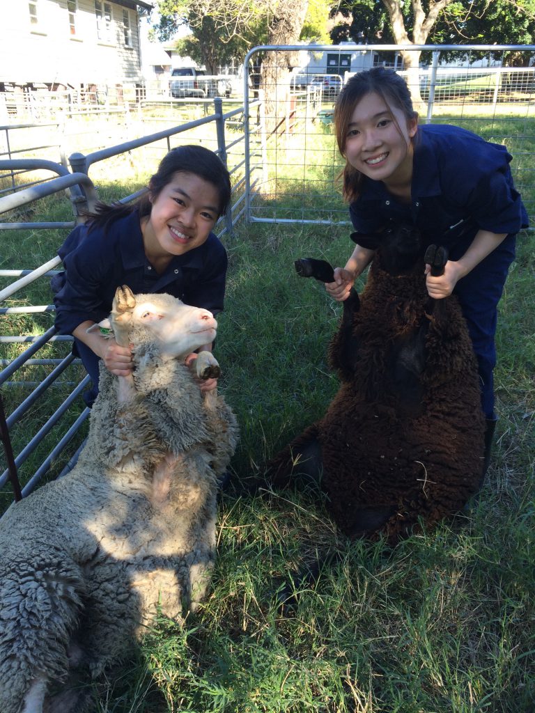 劉穎雯（右）形容每次替羊打針或抽血時，都像與牠們玩摔跤，過程辛苦費力但很有滿足感。（受訪者提供）