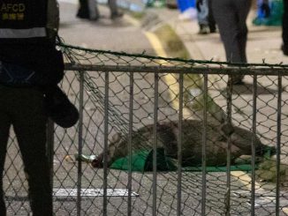 一隻野豬臥屍路上，警察手持捕獸網在旁戒備。