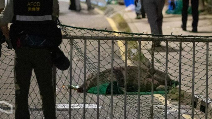 一隻野豬臥屍路上，警察手持捕獸網在旁戒備。