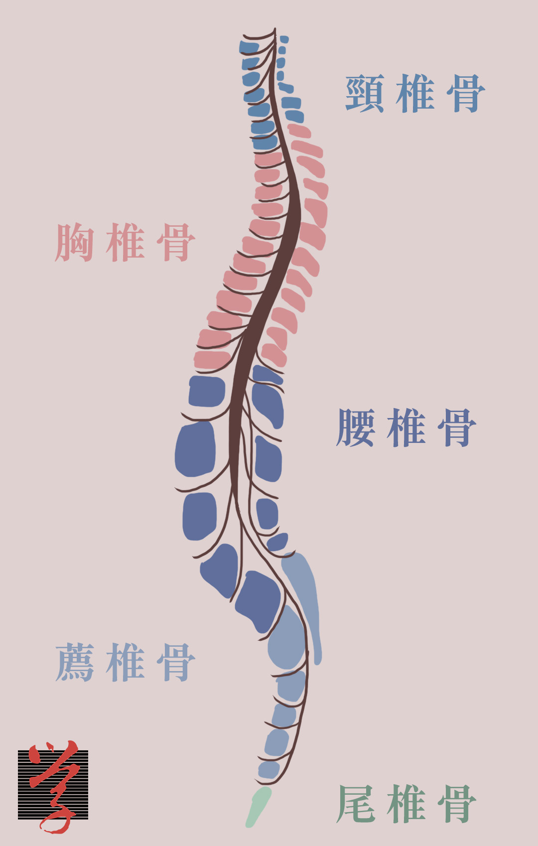 脊髓神經受損 脊髓神經在脊椎骨裡面，由腦部以下延髓部分，經頸椎、胸椎，延伸至腰椎第一及第二節之間
神經受損影響損傷位置以下功能