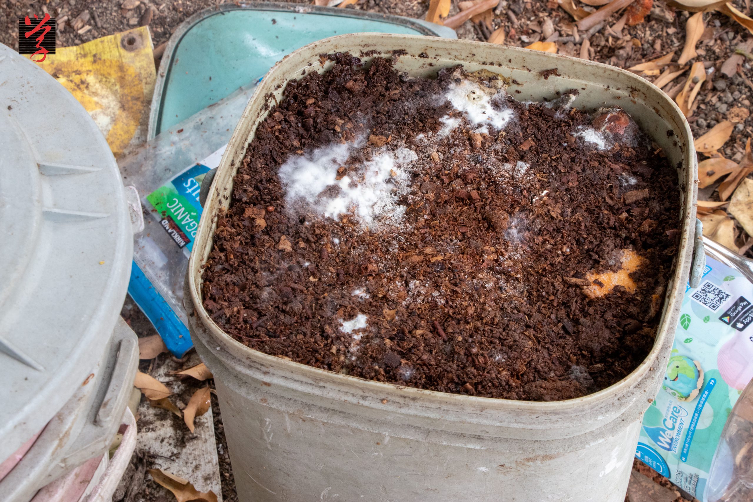 大學線 菇菌圓會收集餐前素食廚餘，用作肥料