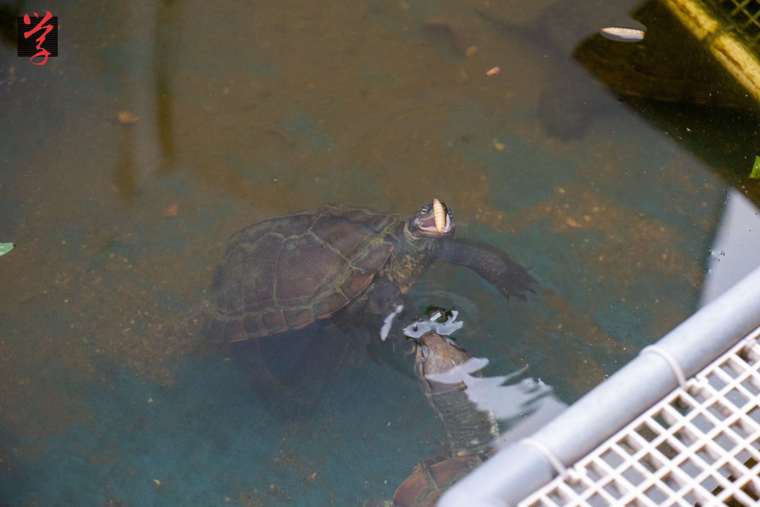 大學線 烏龜正在進食黑水虻幼蟲乾