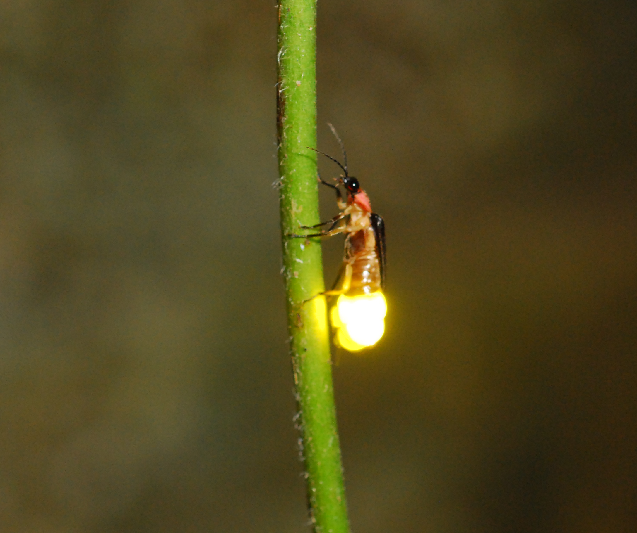 firefly_feature_photo